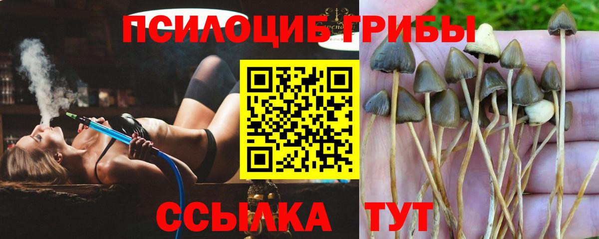 Людиново  Псилоцибиновые грибы Psilocybe  Вход с VPN 